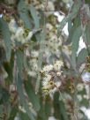 Eucalyptus crebra