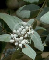 Eucalyptus crenulata