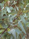 Eucalyptus cyanophylla