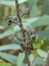 Eucalyptus cyanophylla