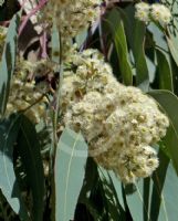 Eucalyptus dawsonii