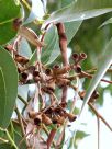 Eucalyptus deanei