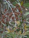 Eucalyptus desmondensis