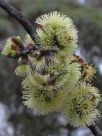 Eucalyptus desmondensis