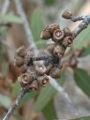 Eucalyptus desmondensis