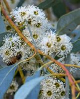 Eucalyptus dumosa