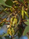 Eucalyptus eremophila