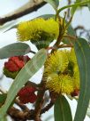 Eucalyptus erythrocorys