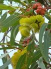 Eucalyptus erythrocorys