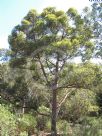 Eucalyptus eugenioides