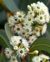 Eucalyptus fasciculosa