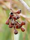 Eucalyptus fasciculosa