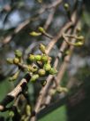 Eucalyptus fastigiata