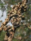 Eucalyptus fastigiata