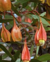 Eucalyptus forrestiana