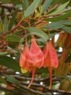 Eucalyptus forrestiana