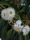 Eucalyptus globulus