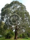 Eucalyptus globulus
