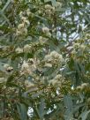 Eucalyptus grandis