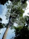 Eucalyptus grandis