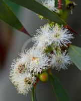 Eucalyptus gregsoniana