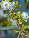 Eucalyptus gregsoniana