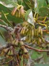 Eucalyptus grossa