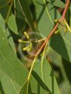 Eucalyptus haemastoma