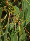 Eucalyptus haemastoma