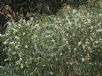 Eucalyptus haemastoma