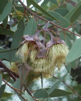 Eucalyptus kingsmillii kingsmillii