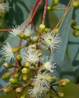 Eucalyptus largiflorens