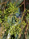 Eucalyptus largiflorens