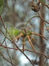 Eucalyptus lehmannii