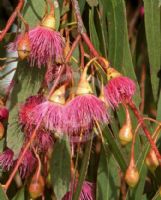 Eucalyptus leucoxylon megalocarpa