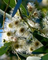 Eucalyptus leucoxylon