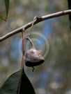 Eucalyptus longifolia