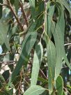 Eucalyptus longifolia