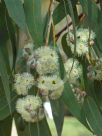 Eucalyptus luehmanniana