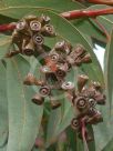 Eucalyptus luehmanniana