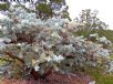 Eucalyptus macrocarpa