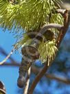 Eucalyptus megacornuta