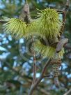 Eucalyptus megacornuta