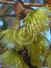 Eucalyptus megacornuta