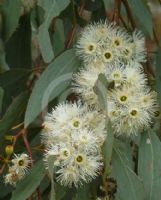 Eucalyptus melliodora