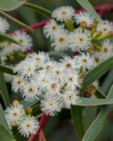 Eucalyptus multicaulis