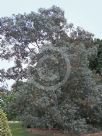 Eucalyptus nitida