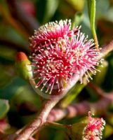 Eucalyptus nutans