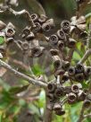 Eucalyptus nutans