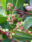 Eucalyptus obliqua